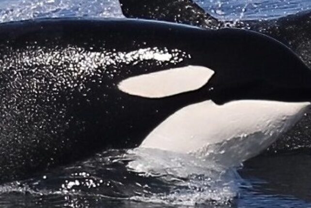 Bitcoin Crash Ahead?