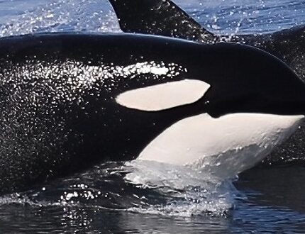 Bitcoin Crash Ahead?