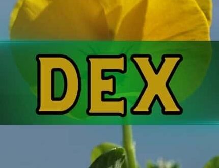 DEXs Smash $419B Record